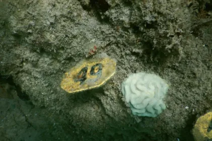 Bleached coral colony beside an underwater monitoring marker