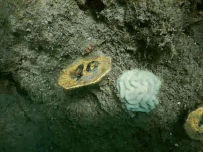 Colonia de coral blanqueada junto a un marcador de seguimiento submarino