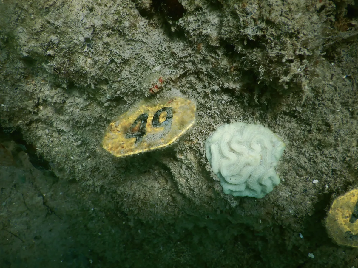 Colonia de coral blanqueada junto a un marcador de seguimiento submarino